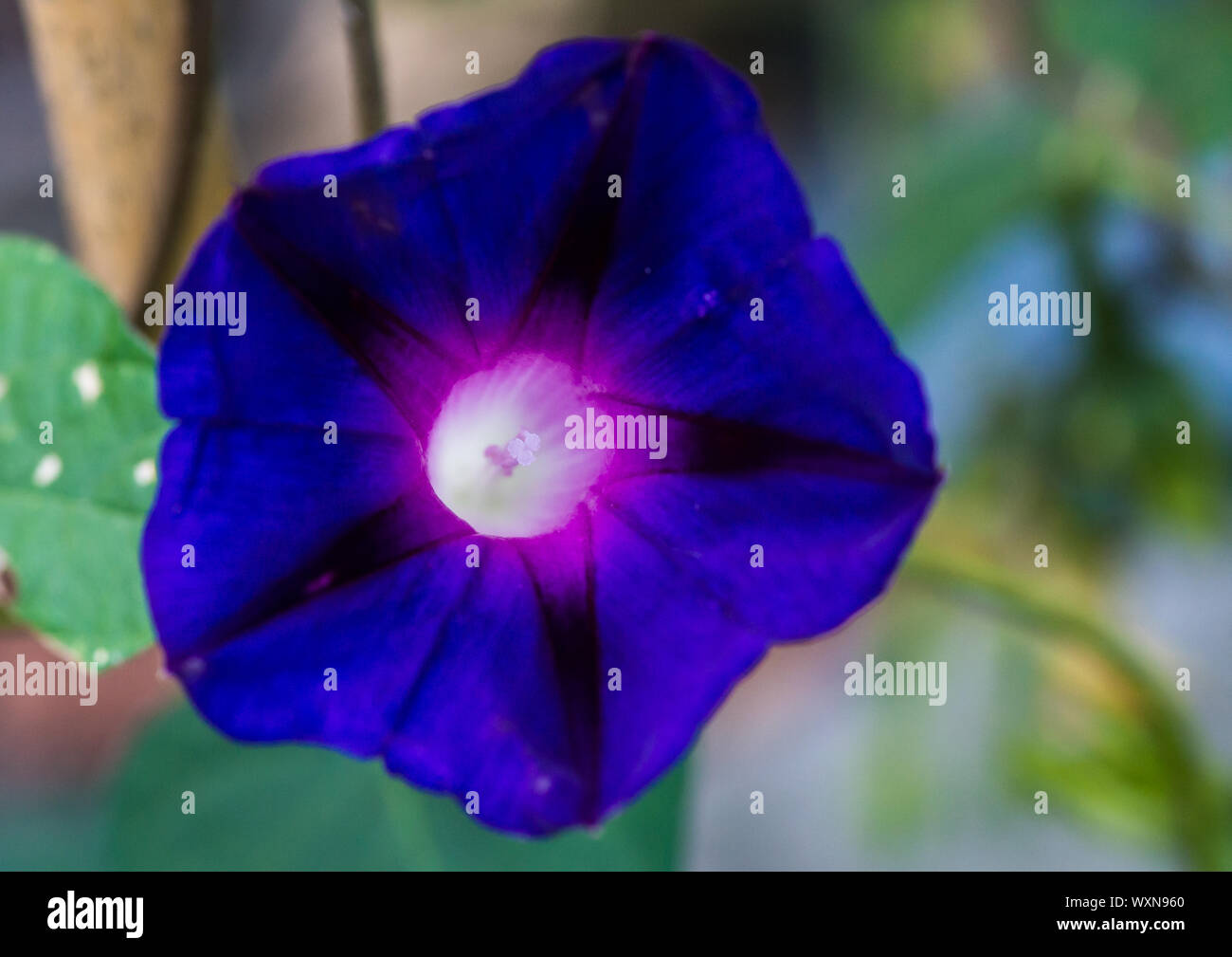 A macro shot of a blue morning glory bloom. Stock Photo