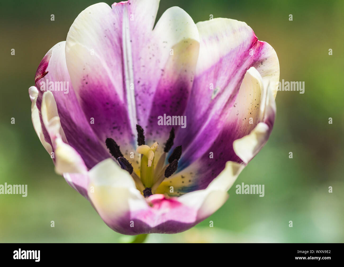 Close up white tulip pollen hi-res stock photography and images - Alamy