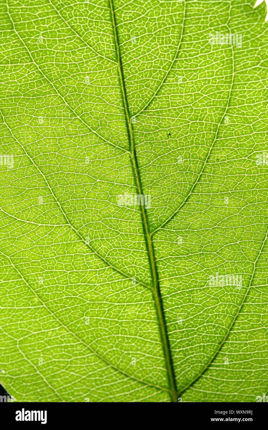 green leaf vein macro close up Stock Photo - Alamy