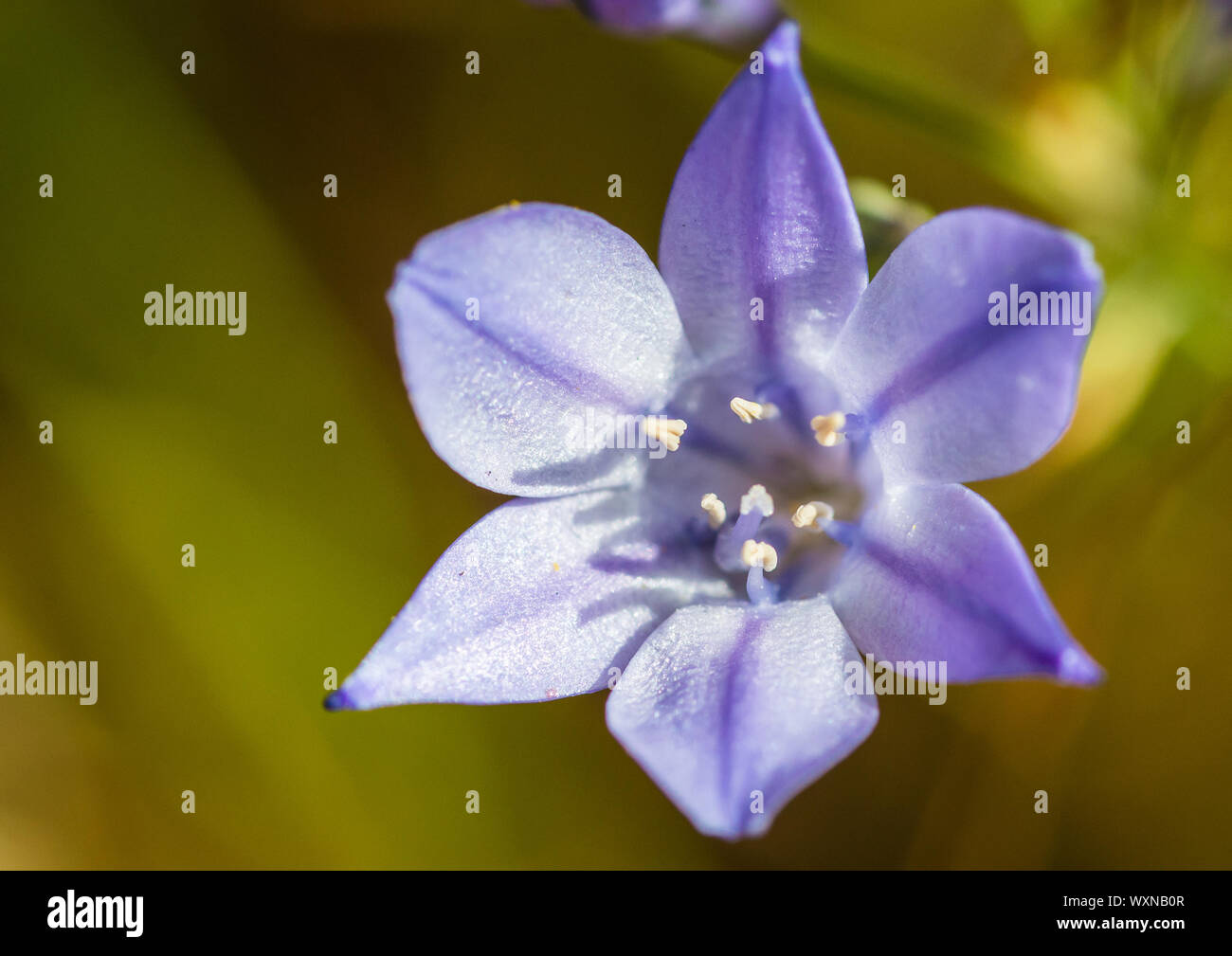 A macro shot of a blue grassnut bloom. Stock Photo