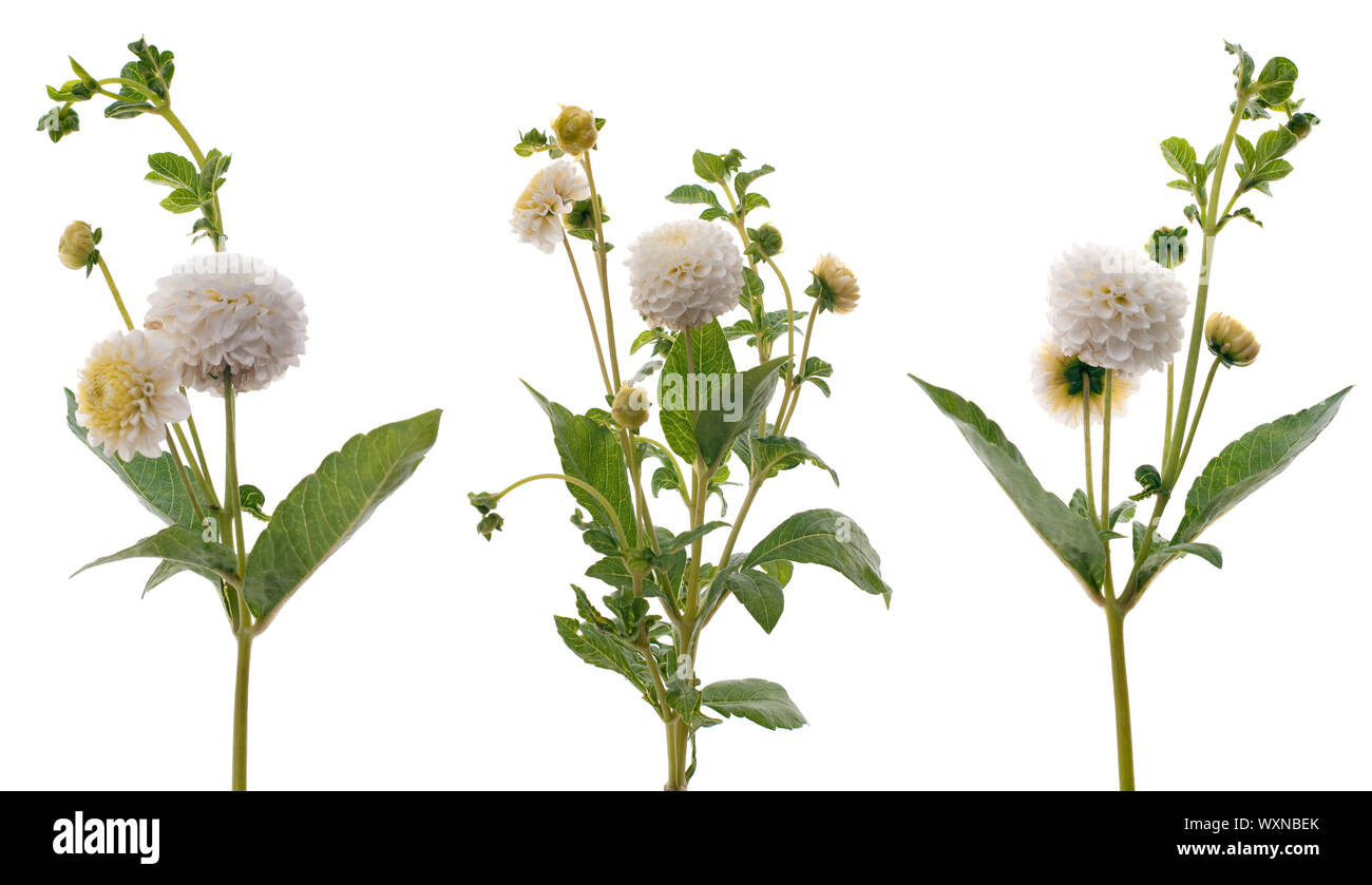 White dahlias isolated on a white background Stock Photo - Alamy