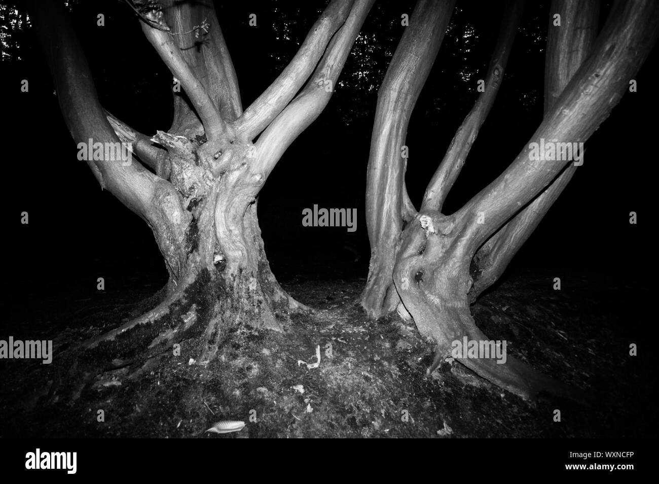 spooky trees in a forest nice for halloween or scary events in black and white Stock Photo