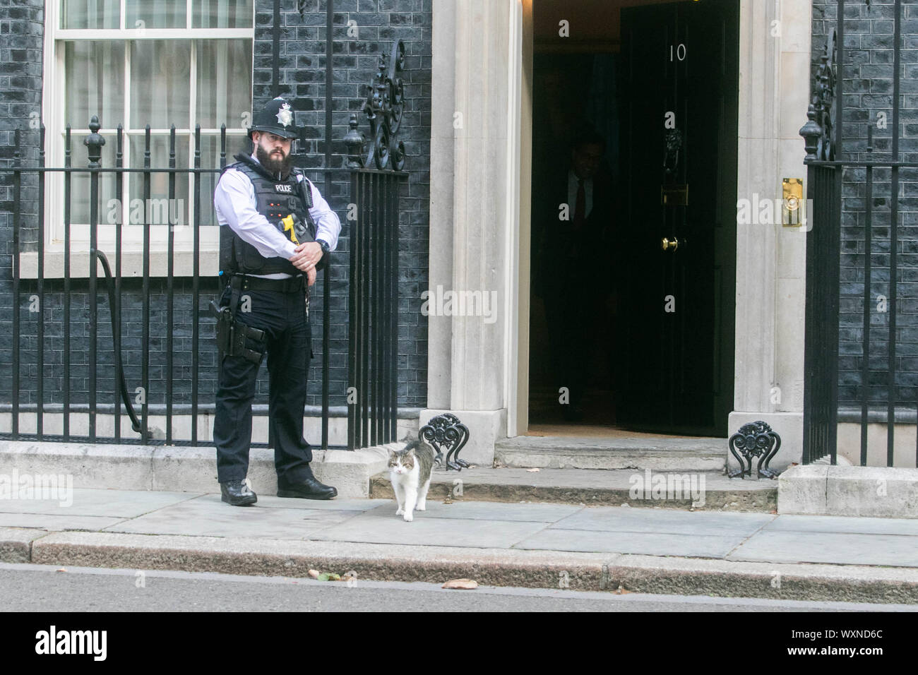 Chief mouser to the office hires stock photography and images