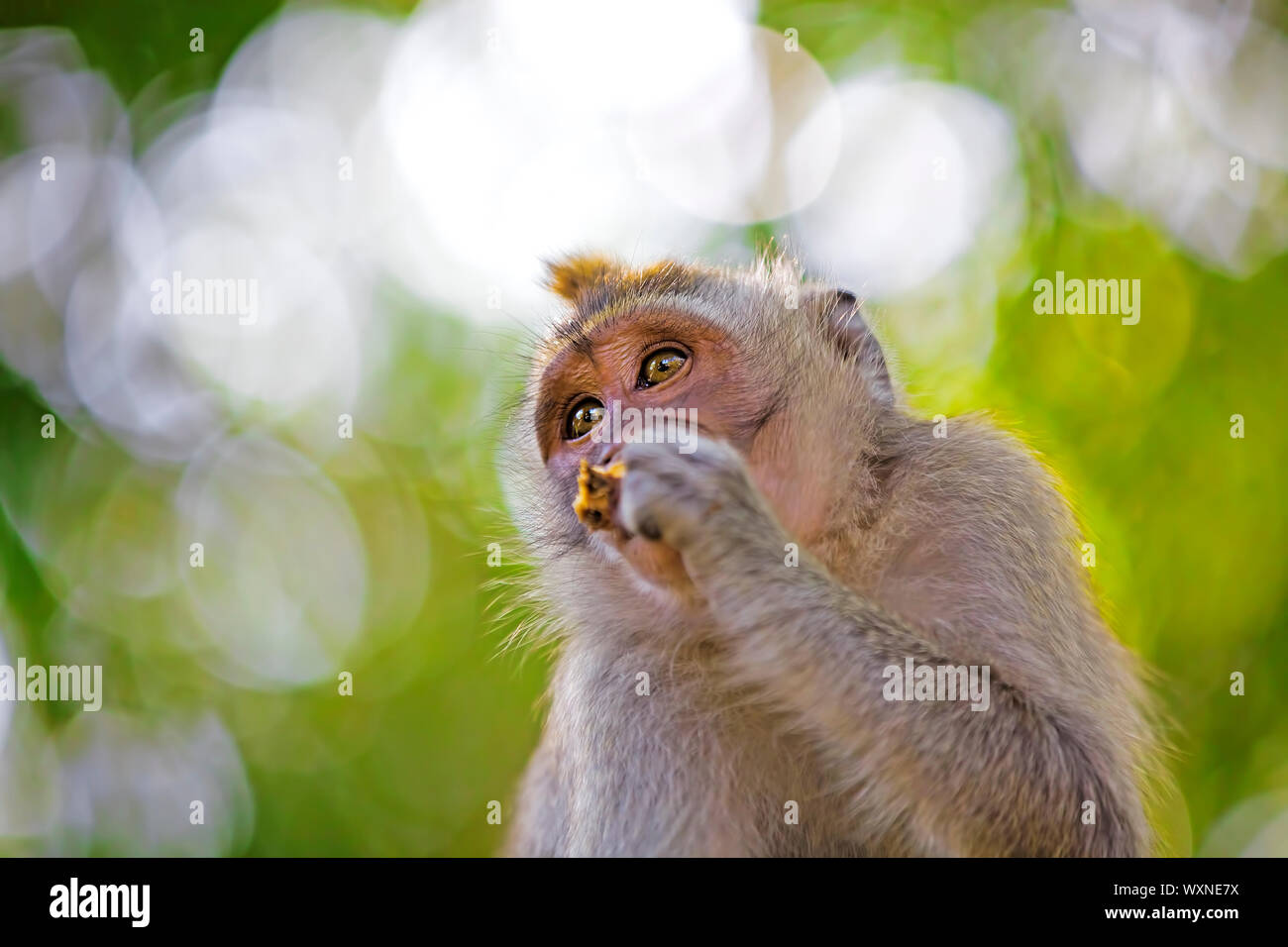 Long-tailed Macaque Monkey in the Monkey forest in Bali Stock Photo - Alamy