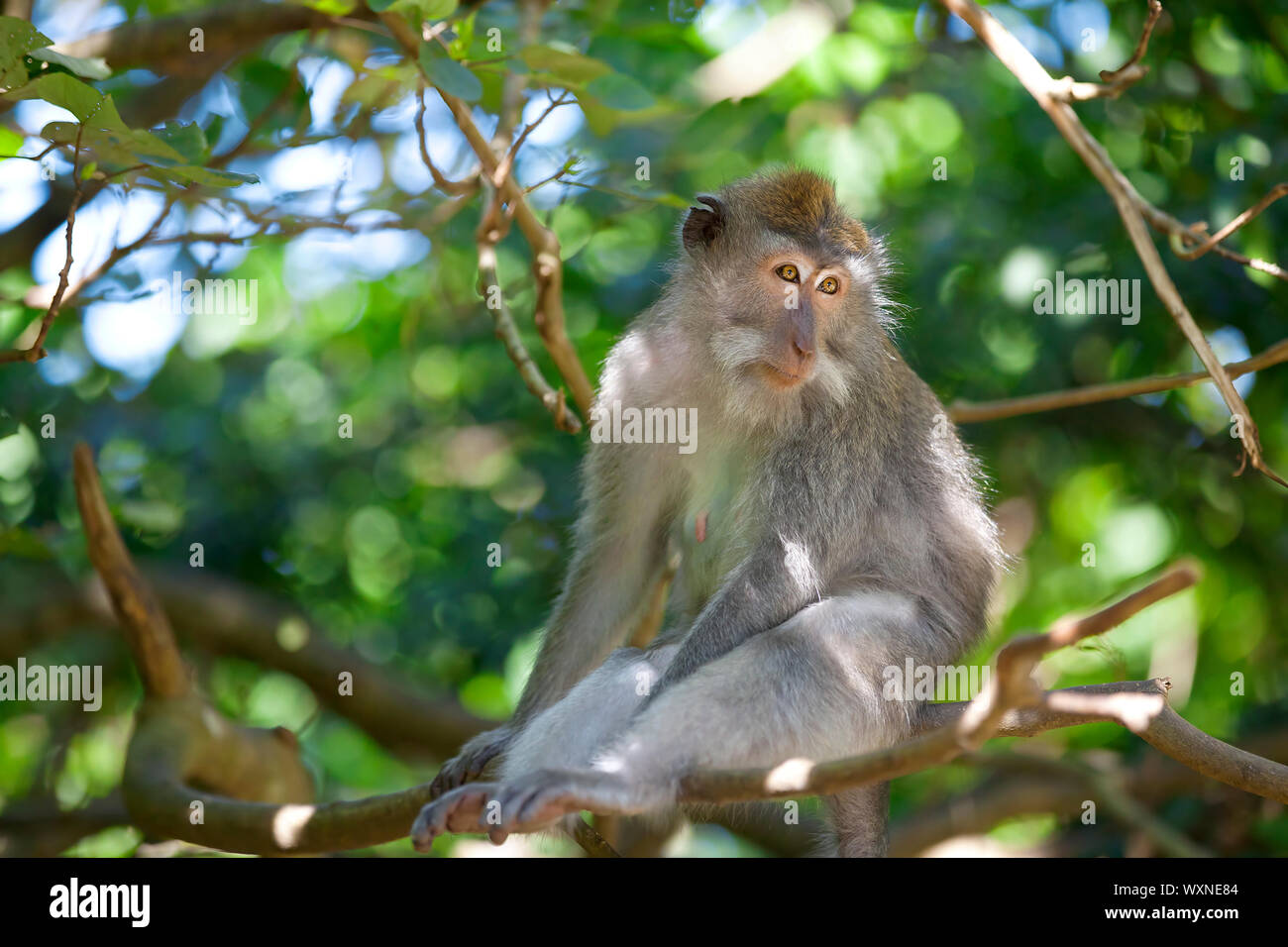 Long-tailed Macaque Monkey in the Monkey forest in Bali Stock Photo - Alamy