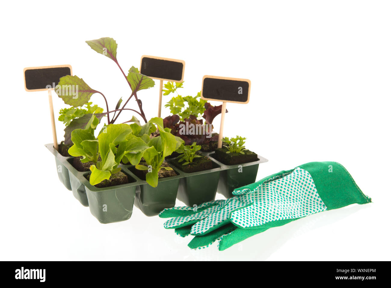 Vegetable and herb plants in plastic container Stock Photo Alamy