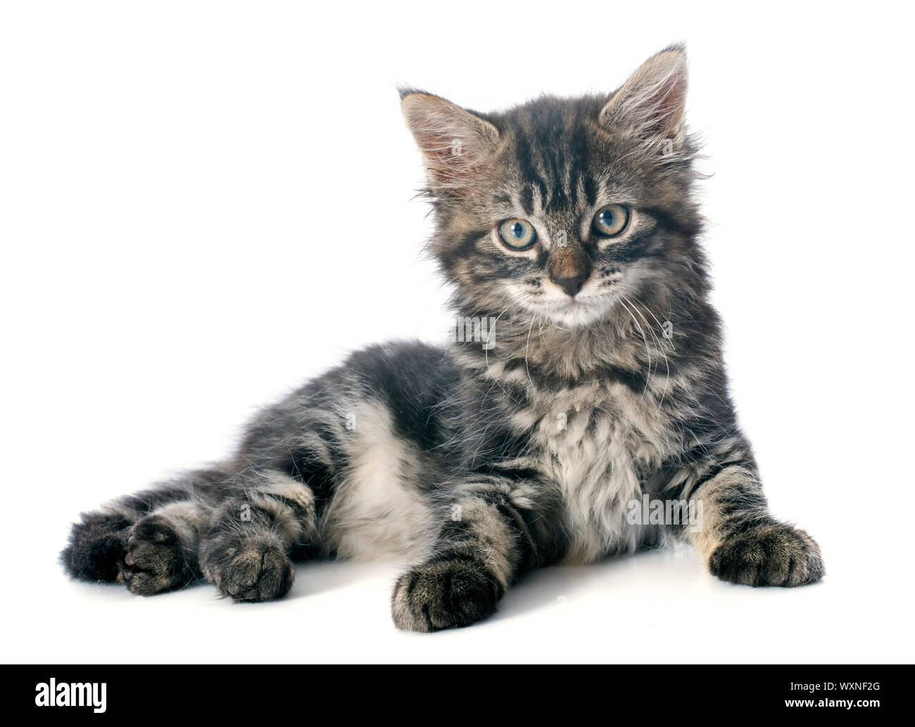 young gray kitten in front of white background Stock Photo