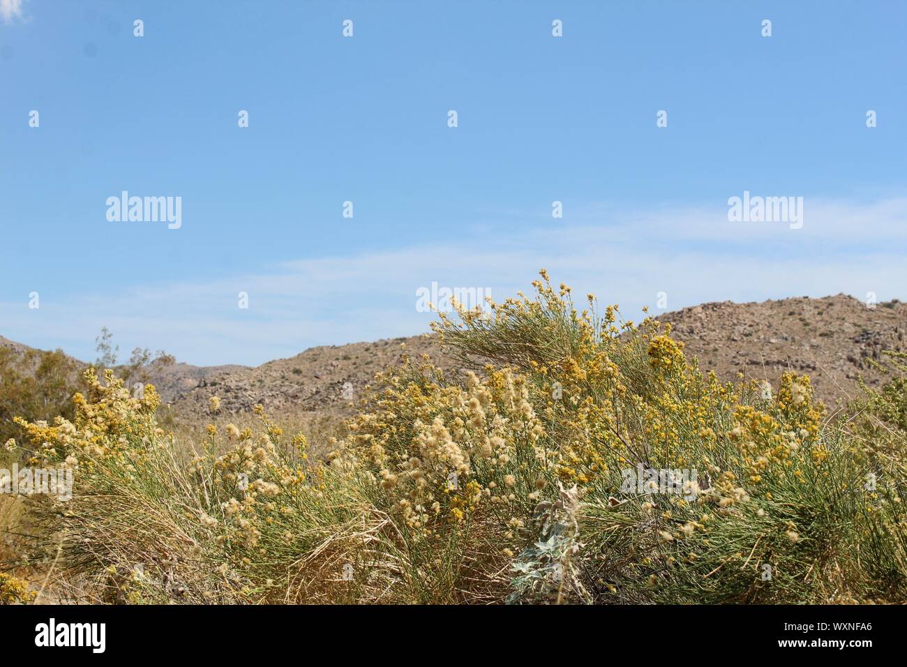 California broomsage hires stock photography and images Alamy