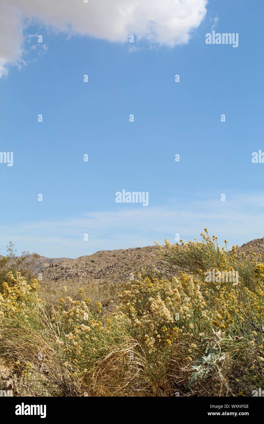 Broomsage hires stock photography and images Alamy