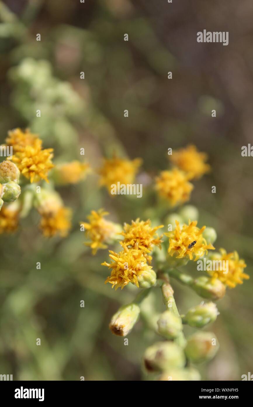 Broomsage hires stock photography and images Alamy