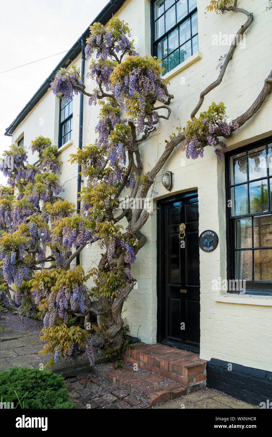 Wisteria in bloom, climbing up the wall of Wisteria House in the ancient  village of Brasted, Kent, UK Stock Photo - Alamy