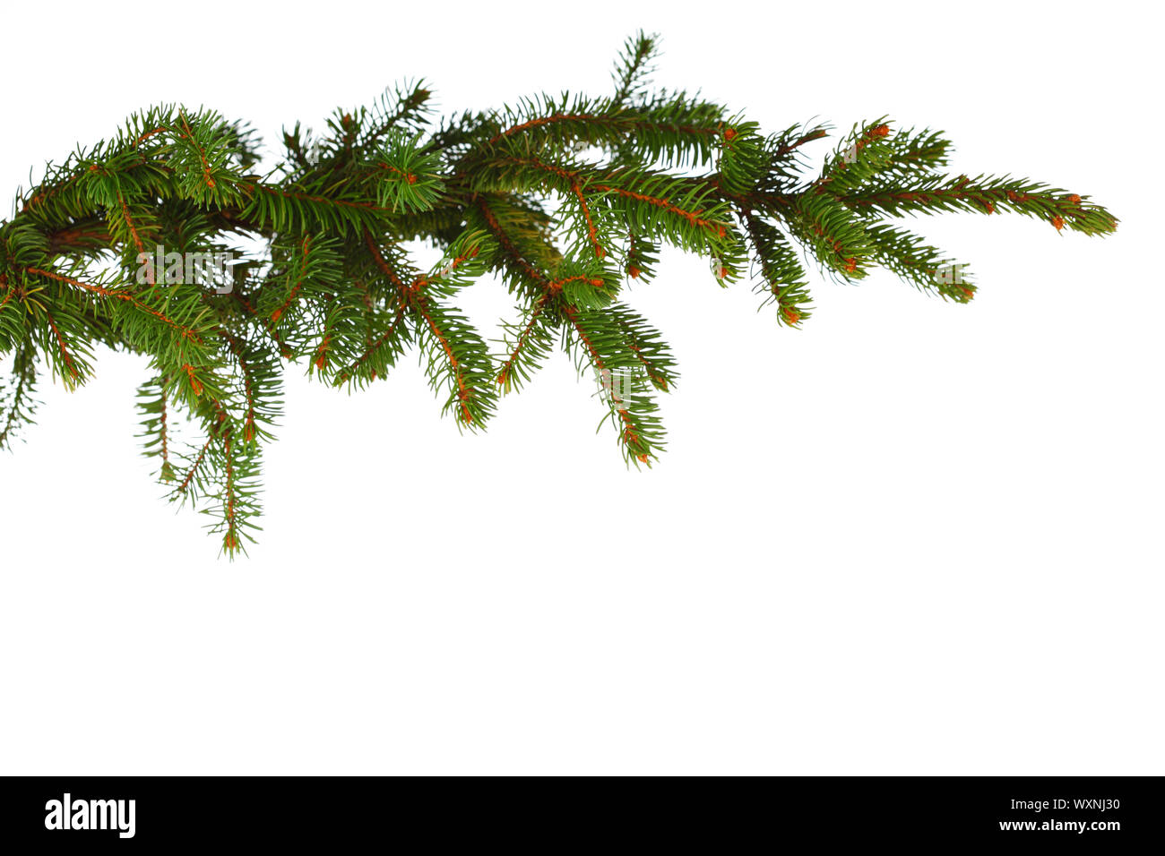 Closeup view of fir branch isolated on white background Stock Photo - Alamy