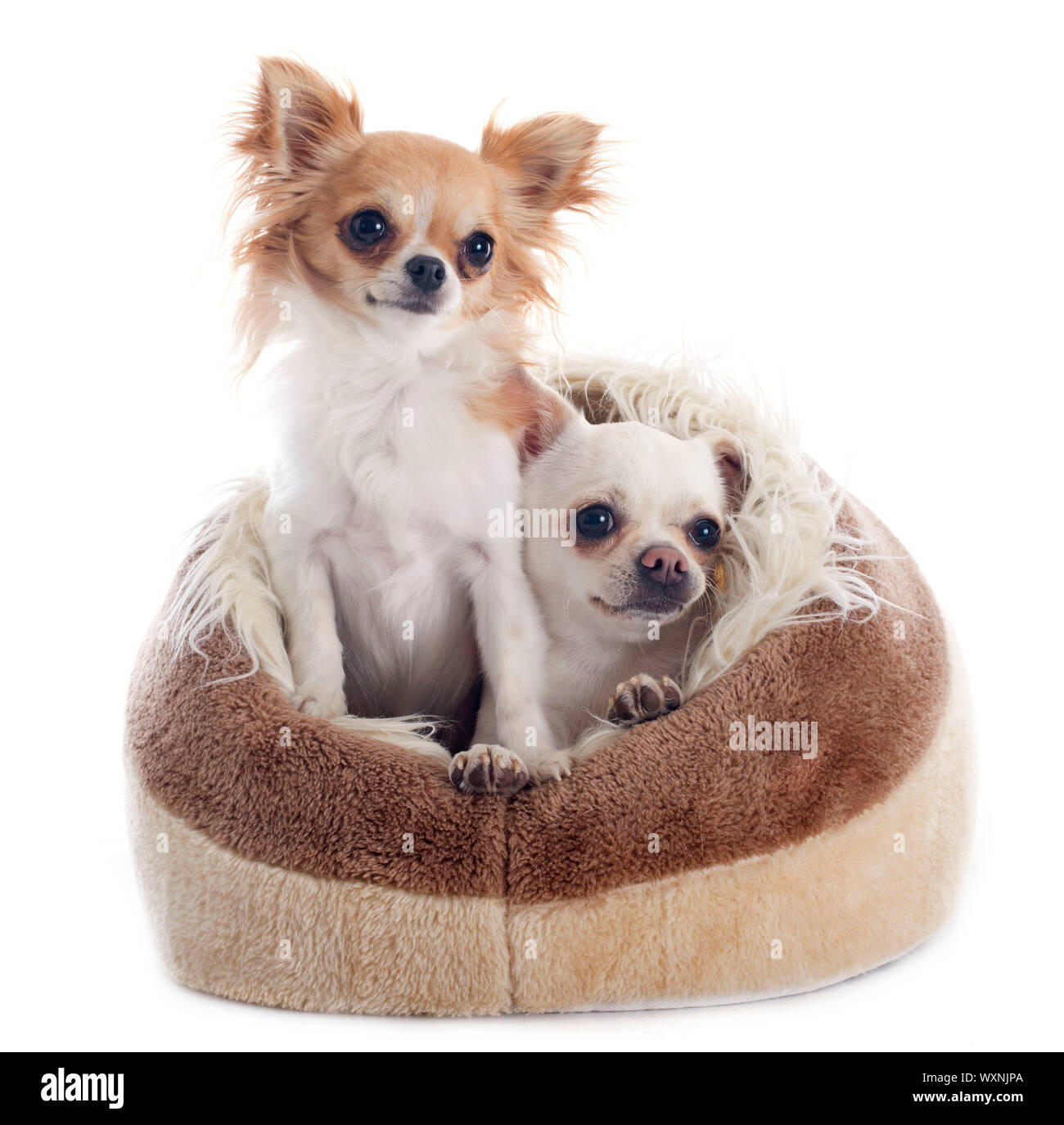 chihuahua dog bed