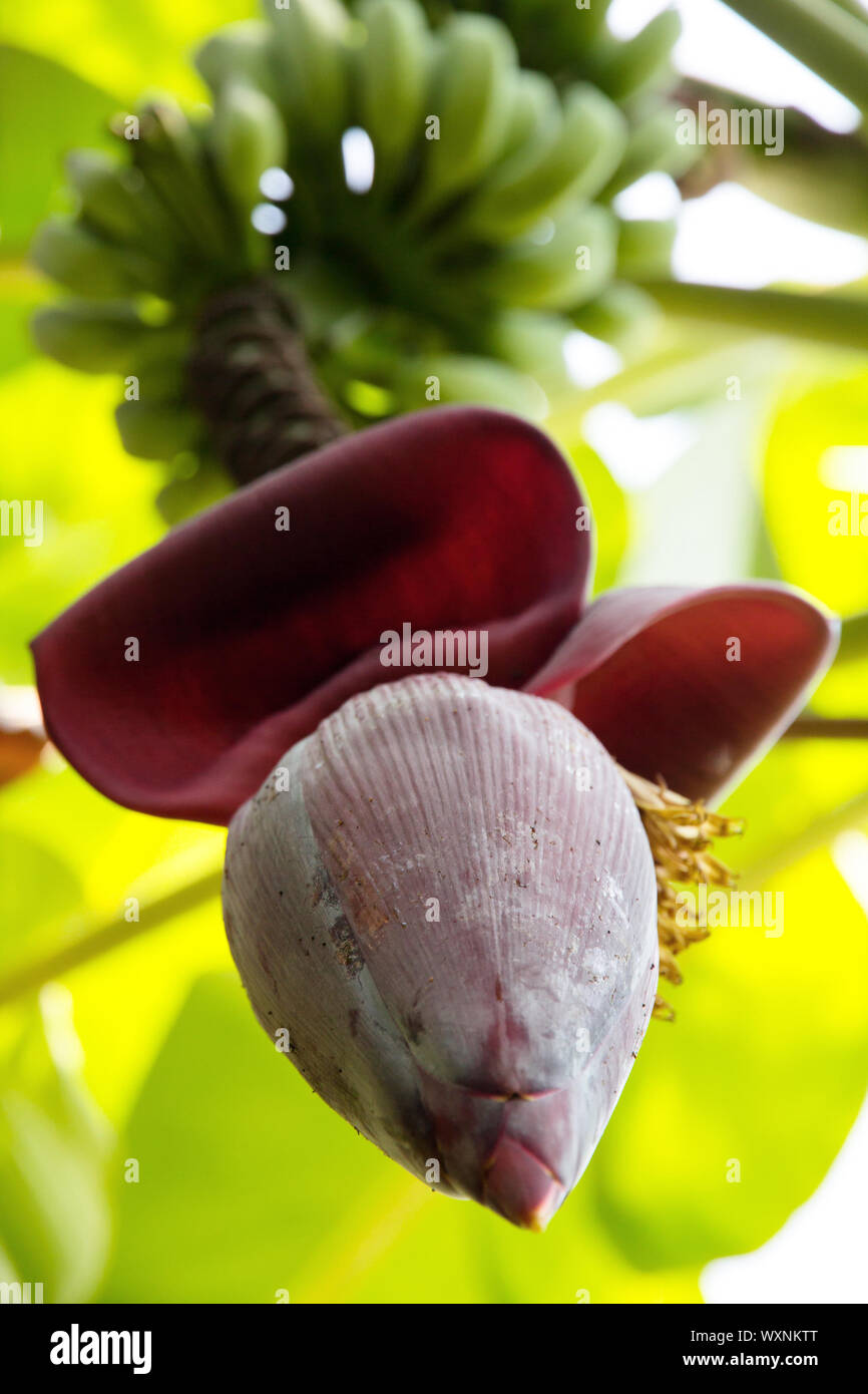 close up of banana blossom Stock Photo