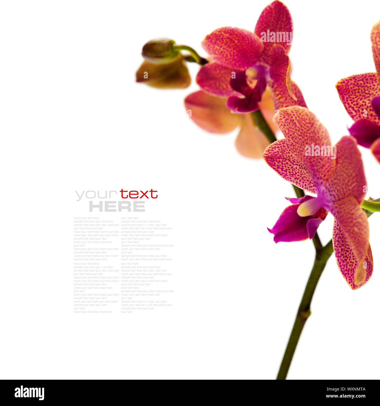Orchid isolated on white background (with easy removable sample text ...