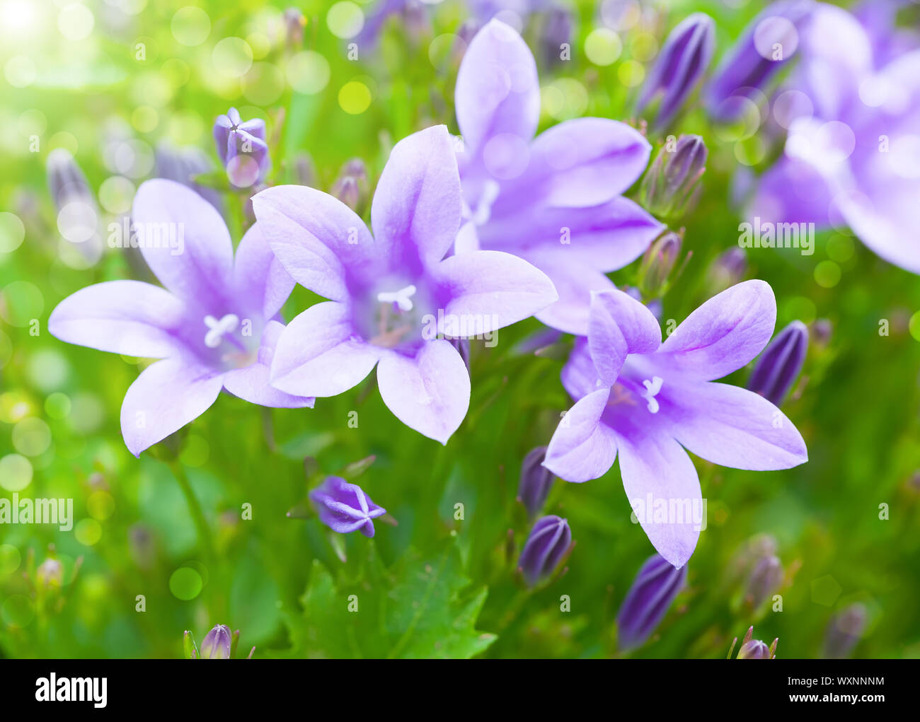 Beautiful spring background with campanula bouquet. Stock Photo