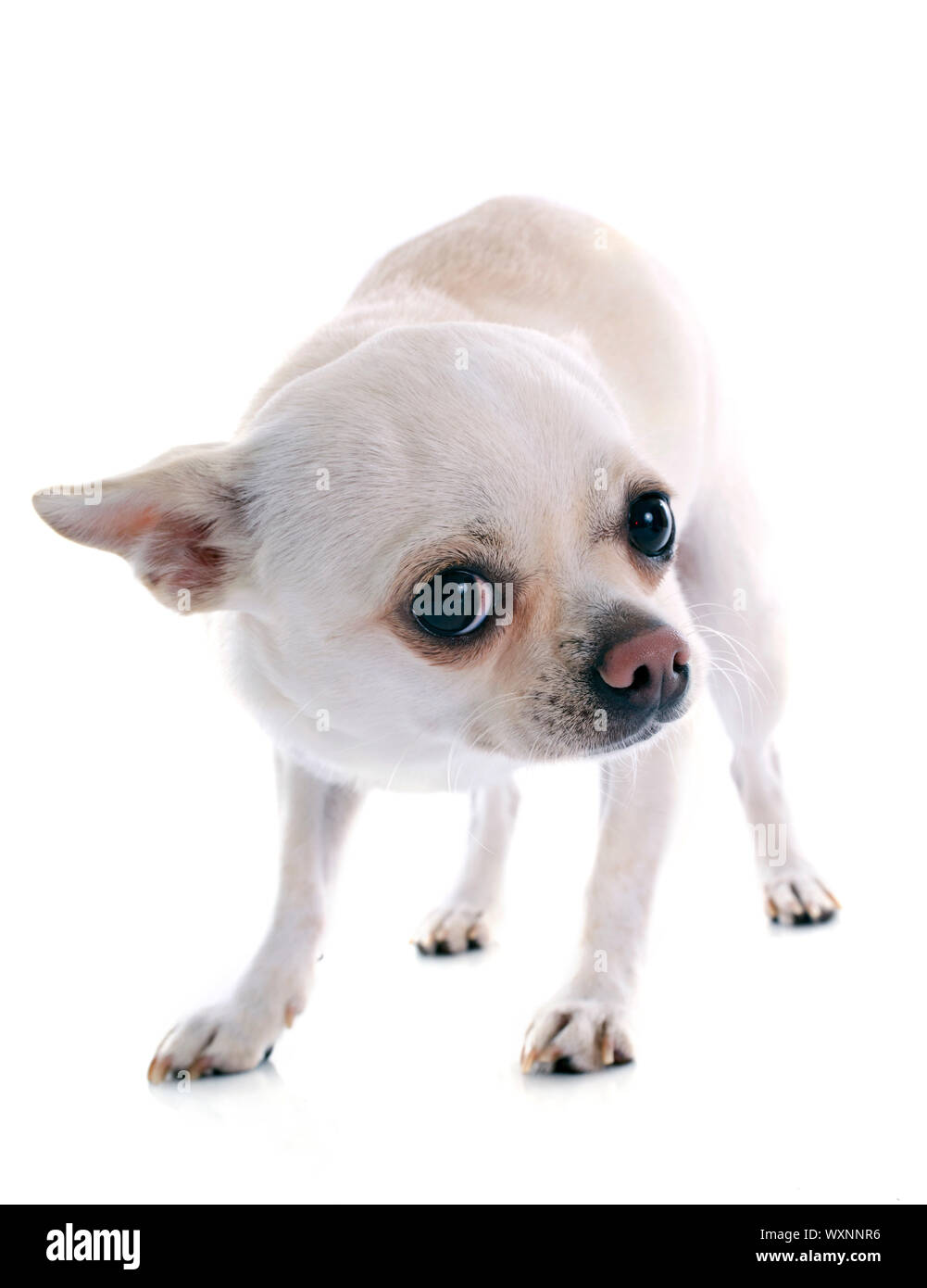 afraid chihuahua in front of white background Stock Photo
