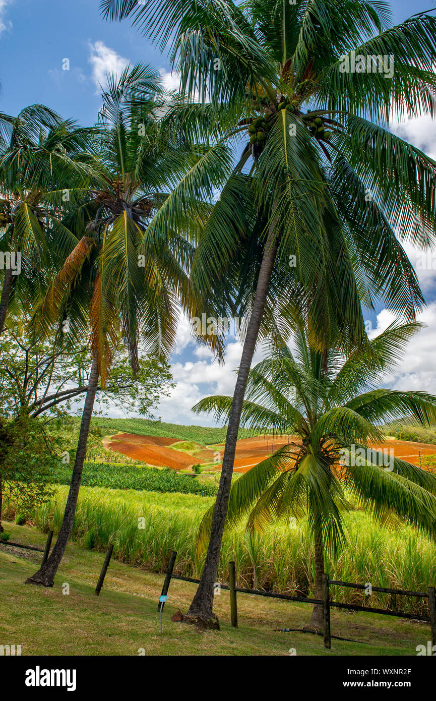 Le Francois, Martinique / 04.08.2014. Panoramic view of sugar cane plantations. Stock Photo