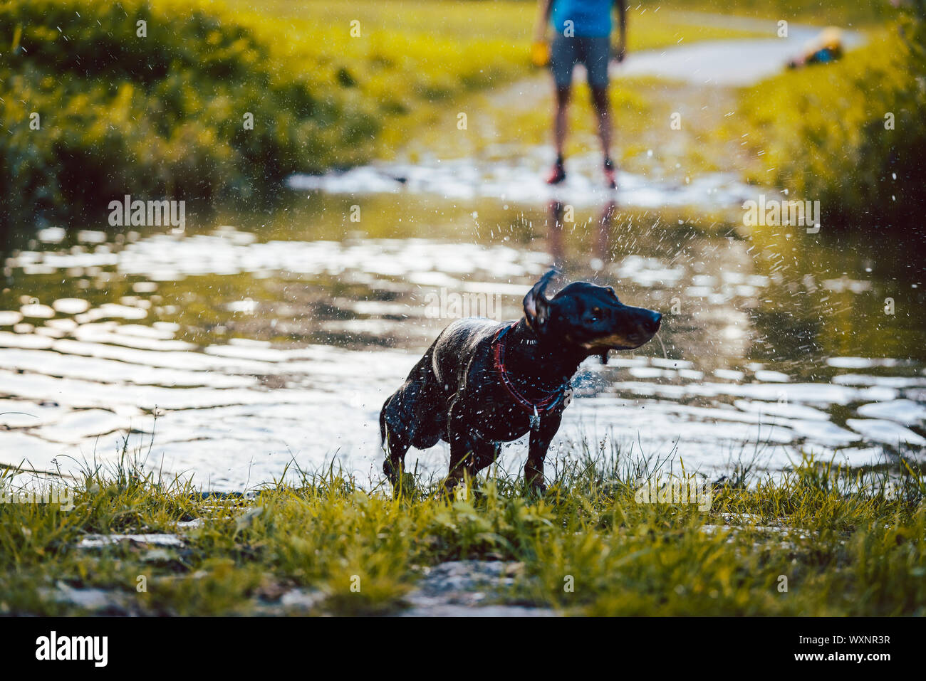 Dog swimming though a pond towards the camera Stock Photo - Alamy