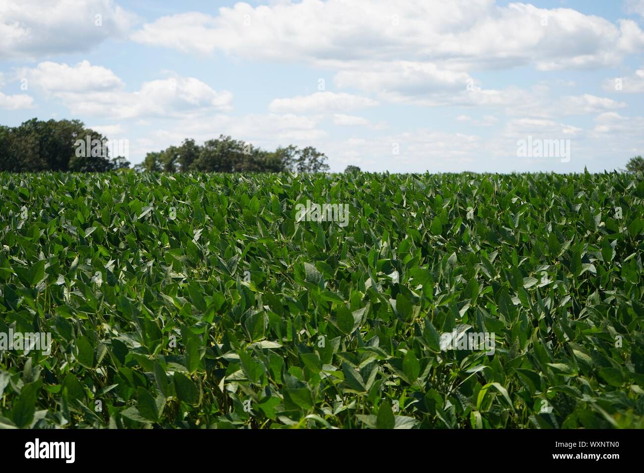 Soybean field ripening spring hi-res stock photography and images - Alamy