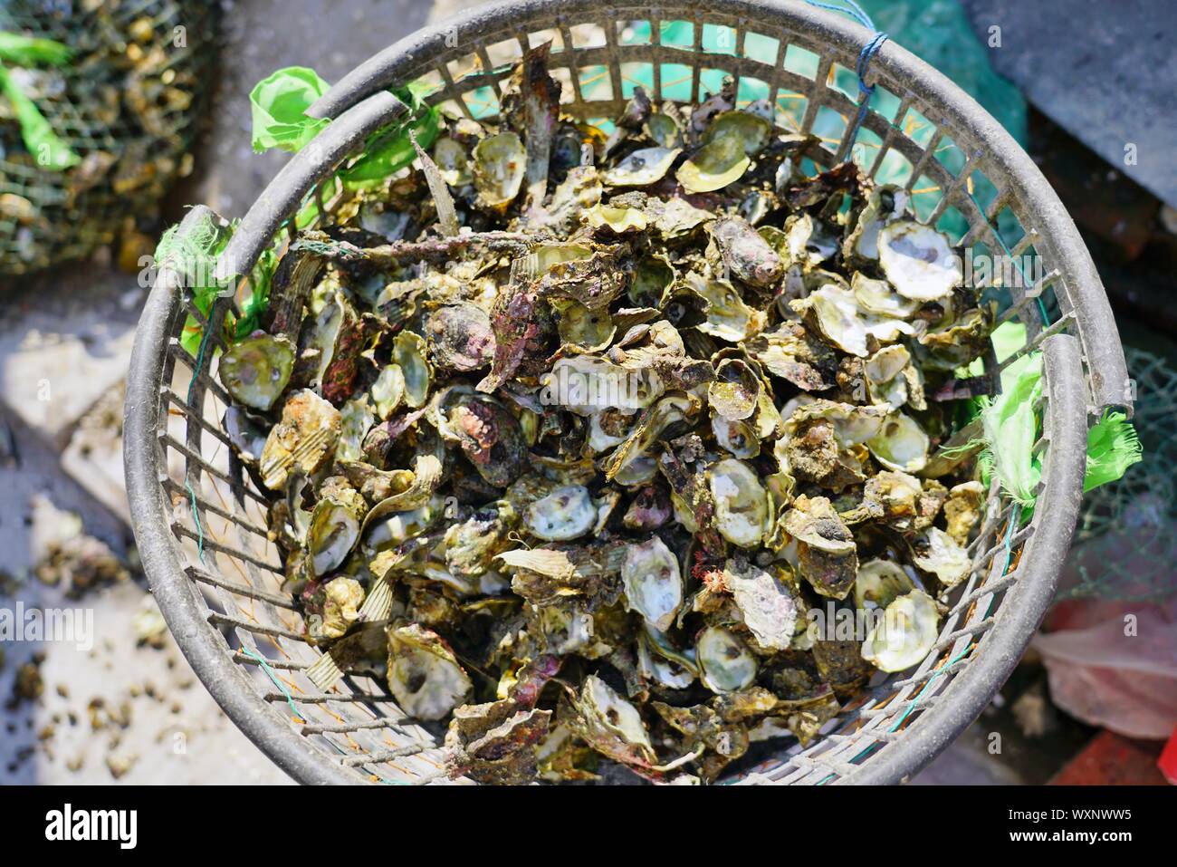 Oysters in the shell in Xunpu Village, Quanzhou, Fujian province, China