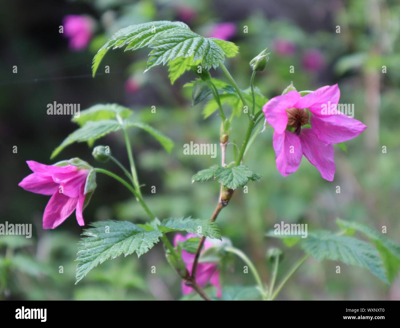 Salmonberry alaska flower hires stock photography and images Alamy