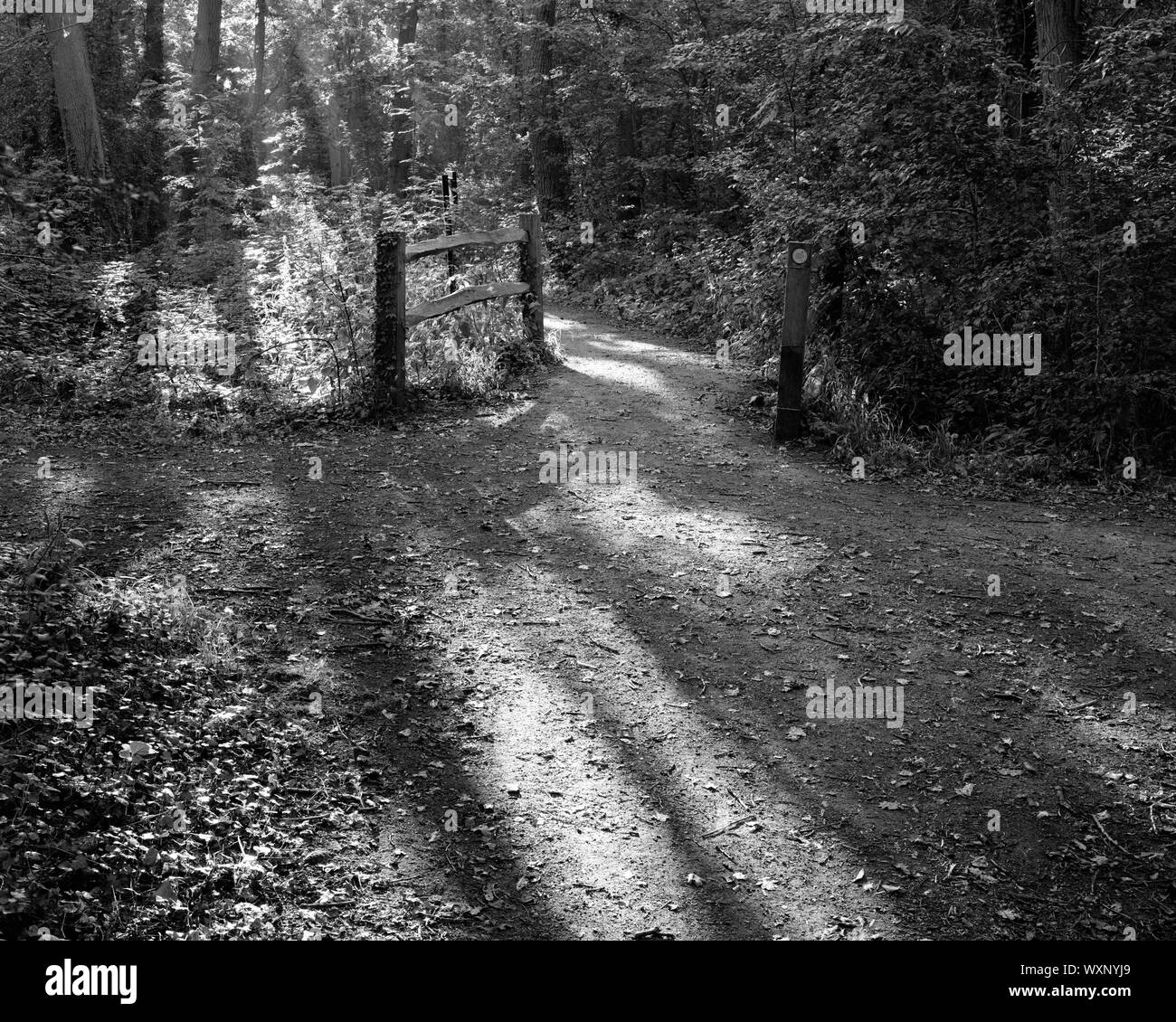 Footpath in Oaks Wood Nature Reserve Cambourne Cambridgeshire England Stock Photo