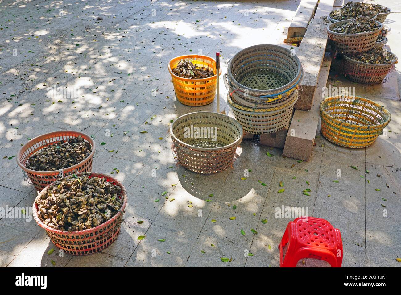 Oysters in the shell in Xunpu Village, Quanzhou, Fujian province, China