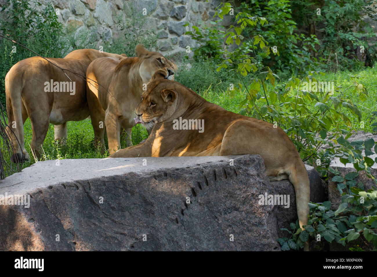Lions are taking care of each other. Wild nature. Stock Photo