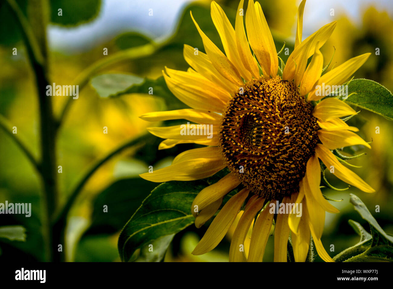Sunflower blooming, Thenkasi, Tamil Nadu Stock Photo Alamy