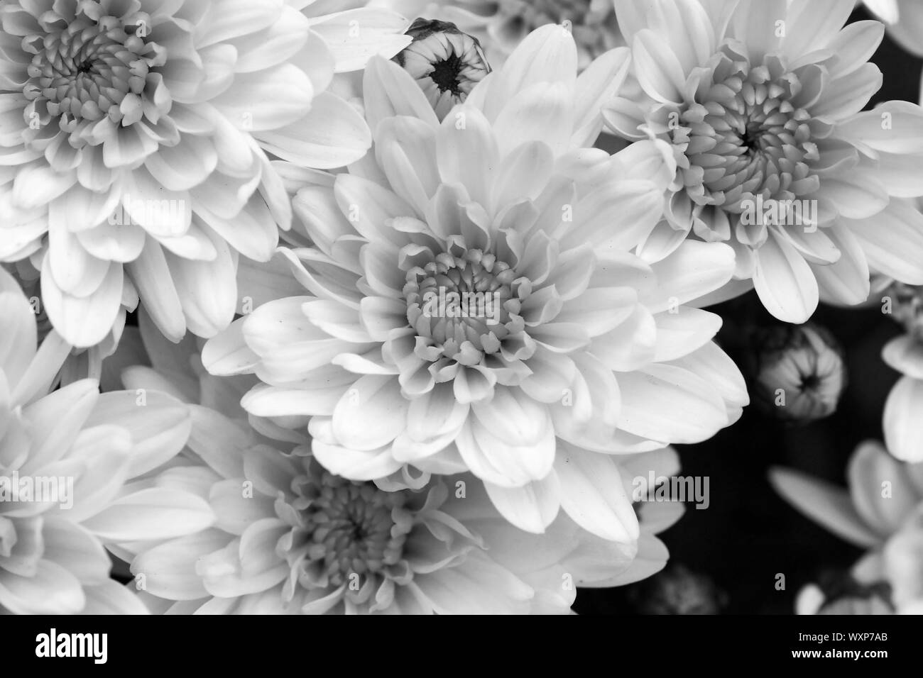 Black and white mums flowers, beautiful floral background Stock Photo