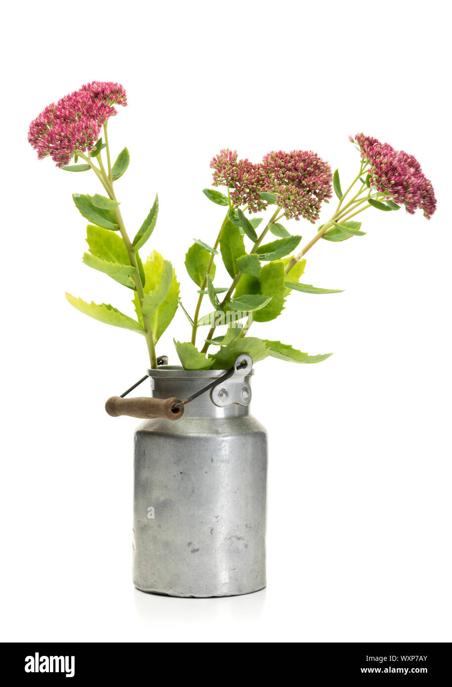 Hylotelephium spectabile flowers in old milk churn islated on white background Stock Photo