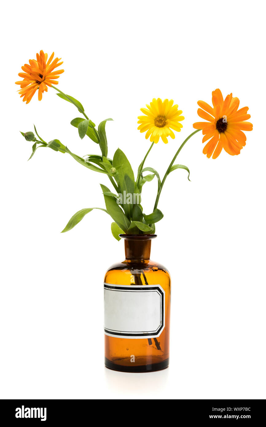 Pot Marigold or Calendula officinalis flowers in vintage apothecary bottle isolated on white background Stock Photo