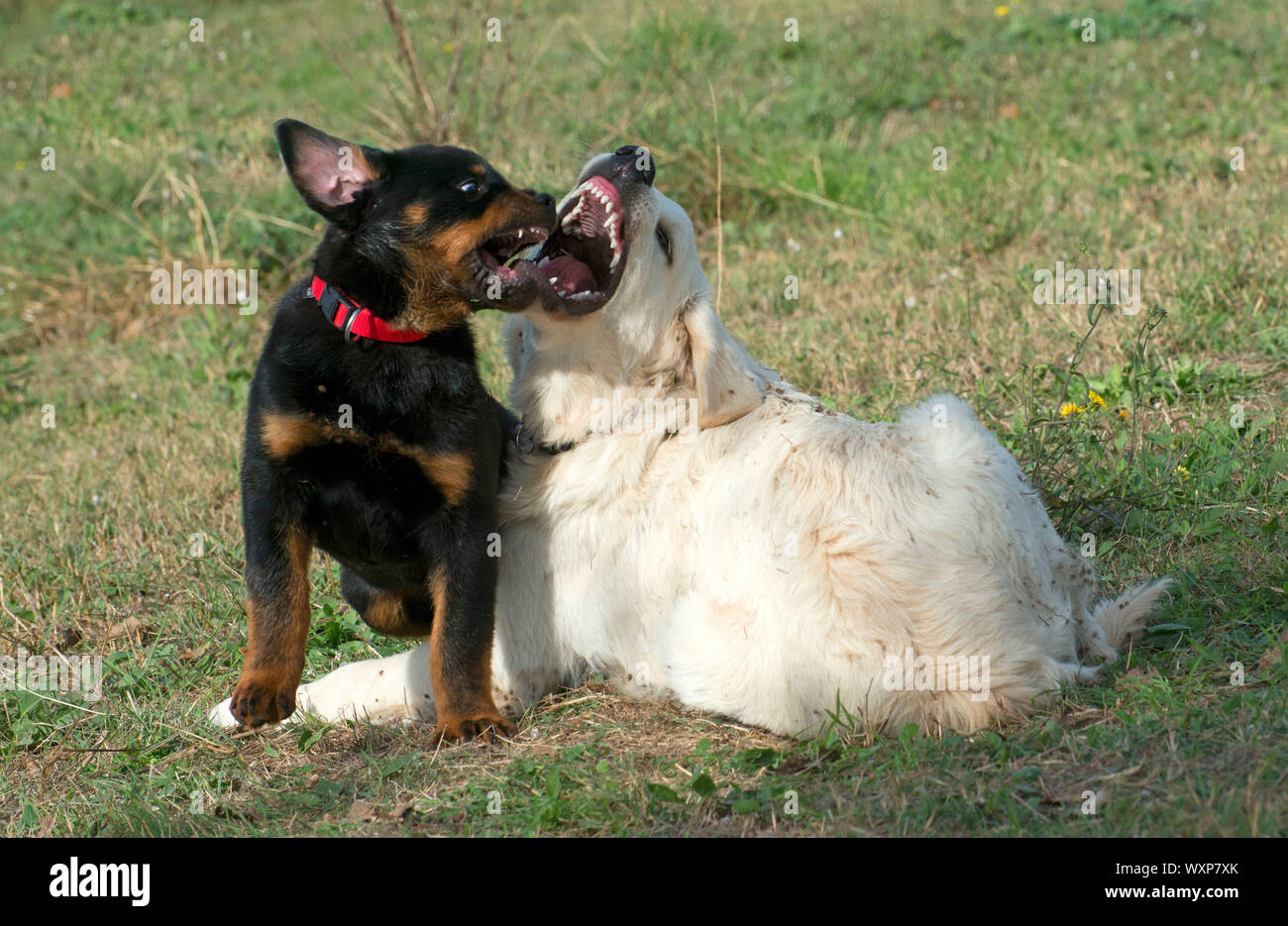 Two Rottweilers Barking Rottweiler dog barking hi-res stock photography and images - Alamy