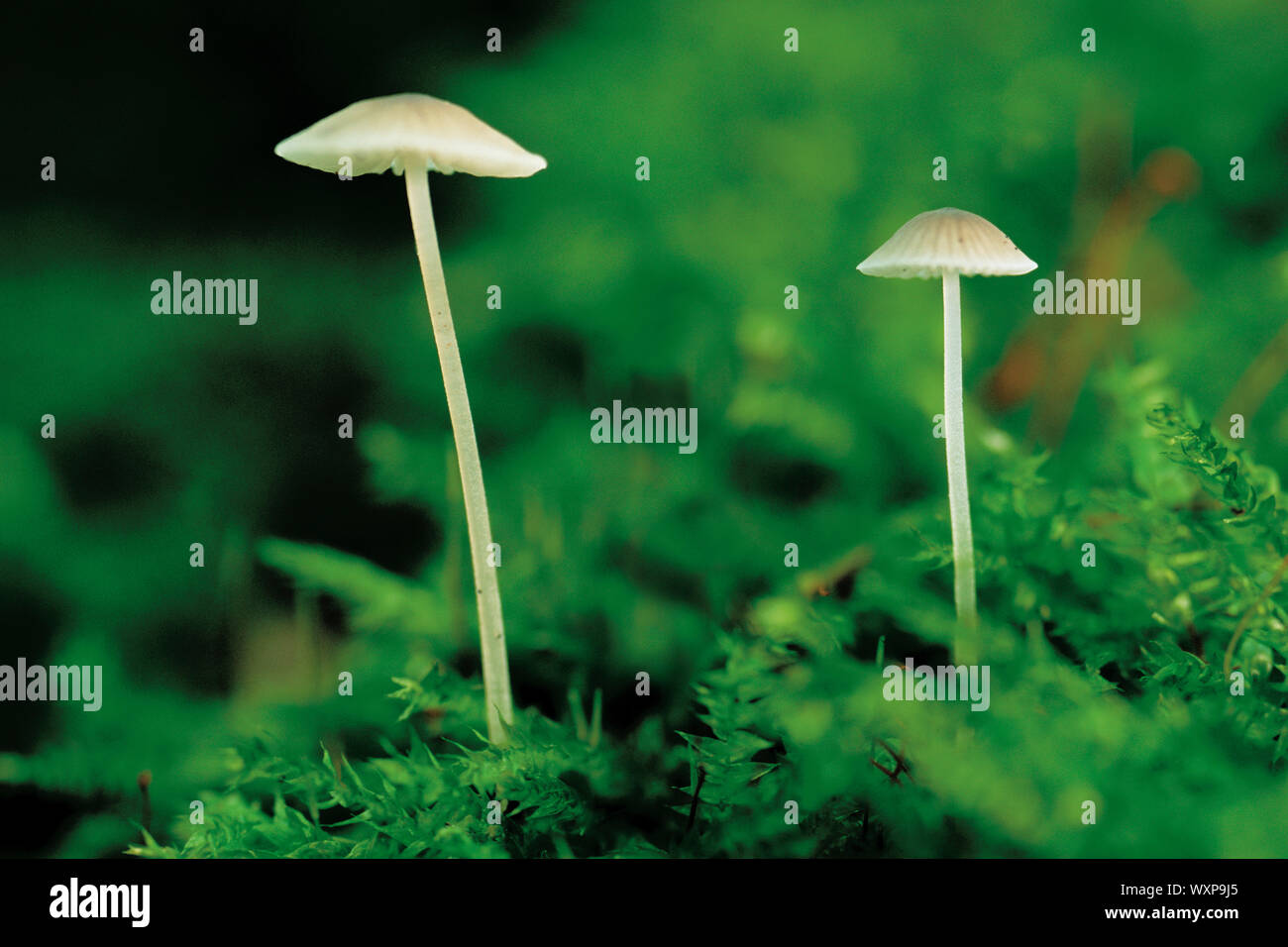 Two mushrooms growing Stock Photo