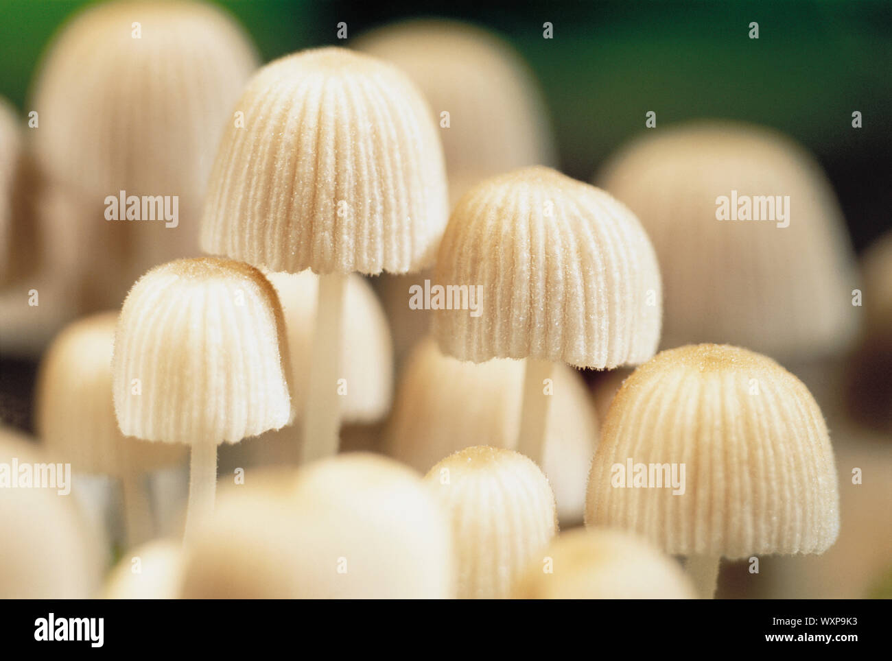 Small White Mushrooms Stock Photo