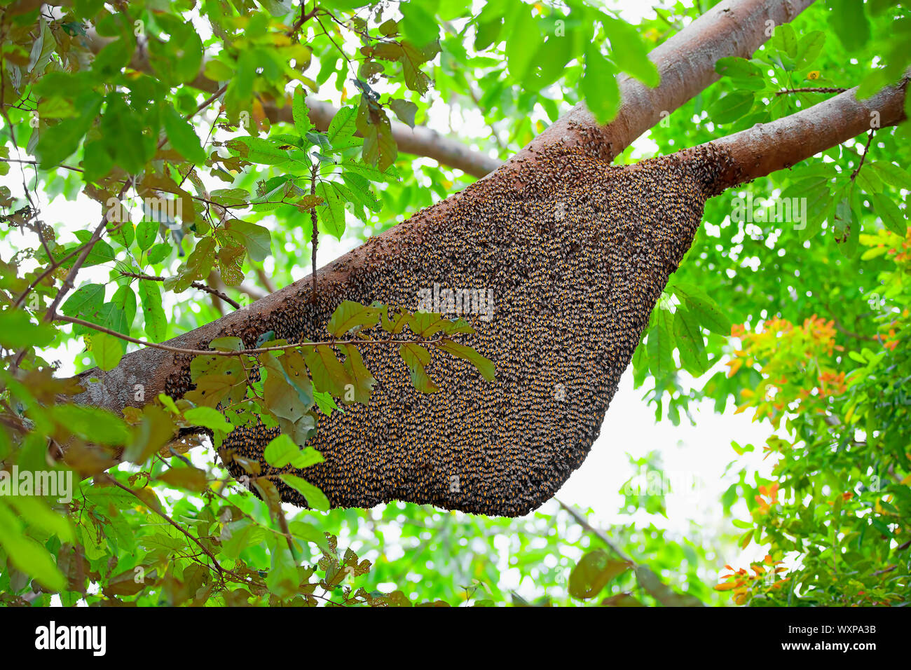 Large natural beehive hanging from a tree Stock Photo Alamy