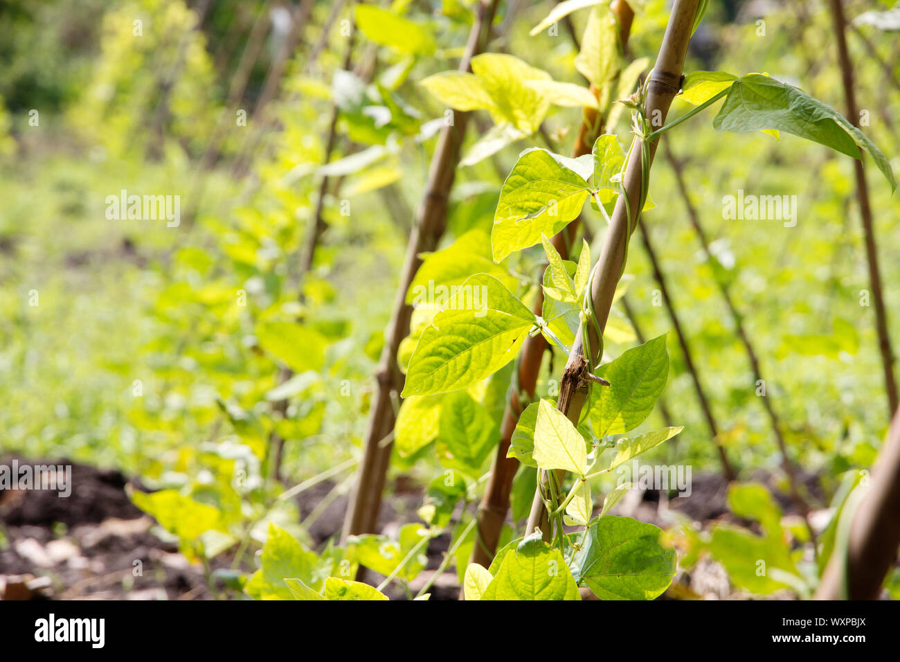 Yardlong bean farm Stock Photo