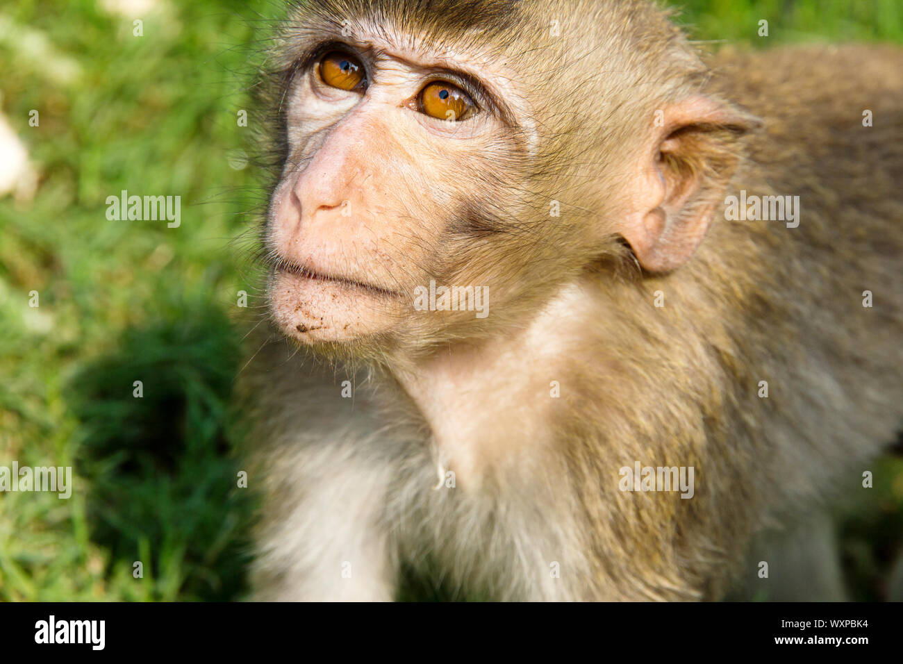 portrait of Long-tailed macaque Stock Photo