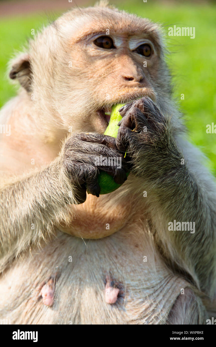 Long-tailed macaque Stock Photo