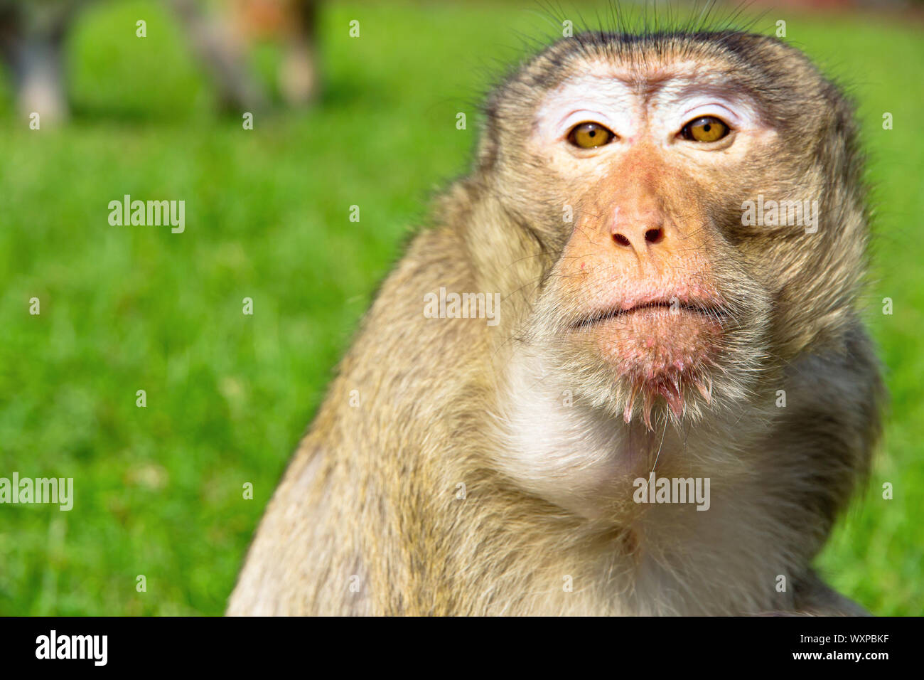 portrait of Long-tailed macaque Stock Photo