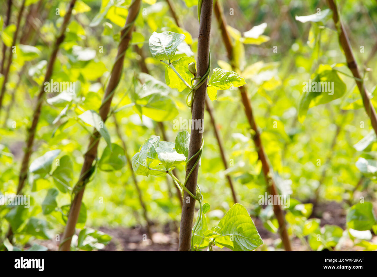 Yardlong bean hi-res stock photography and images - Alamy