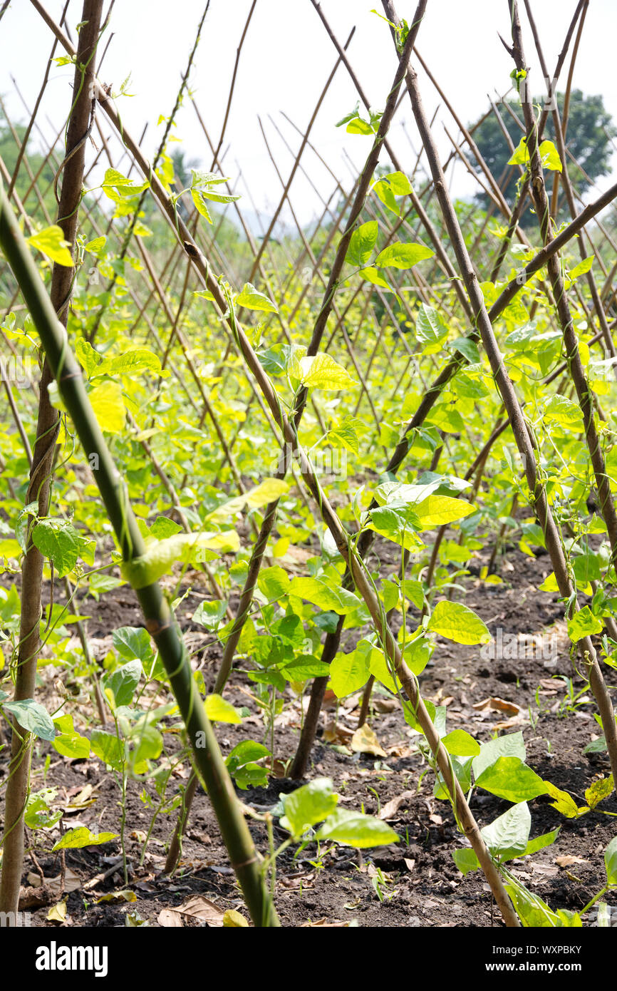 Yardlong bean farm Stock Photo