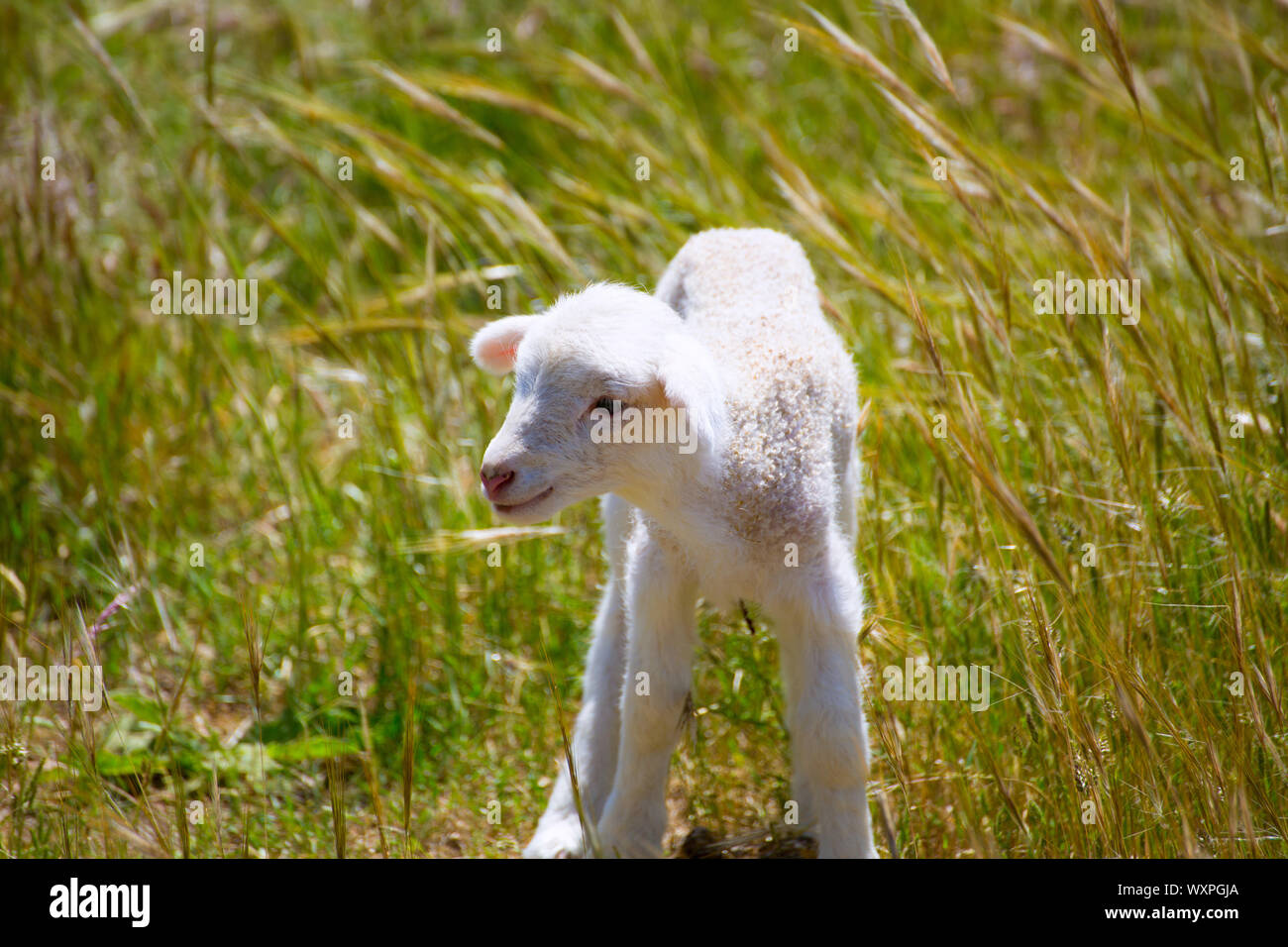 Baby lamb newborn sheep standing walking on green grass field Stock ...