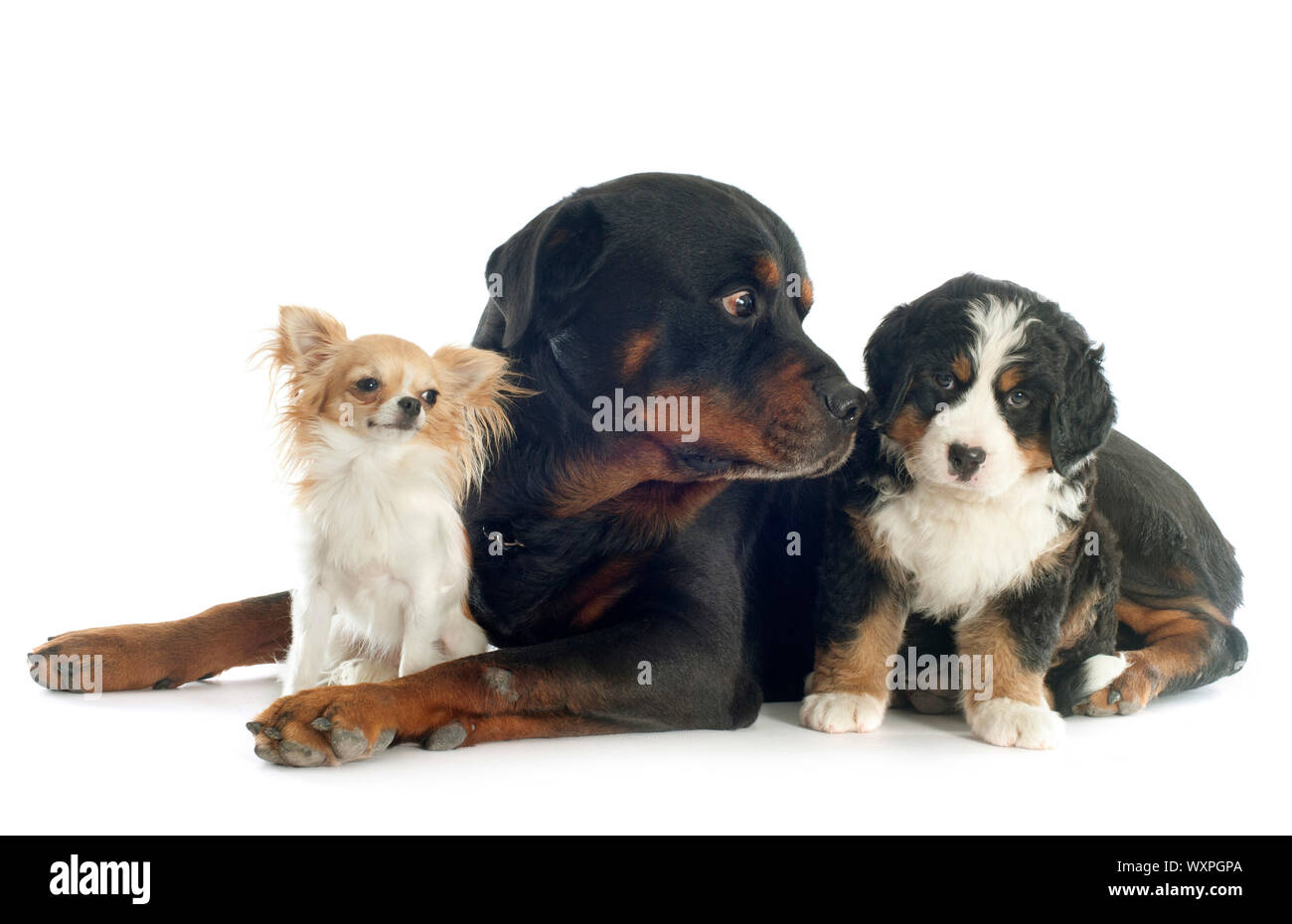 puppy bernese mountain dog, rottweiler and chihuahua in front of white ...