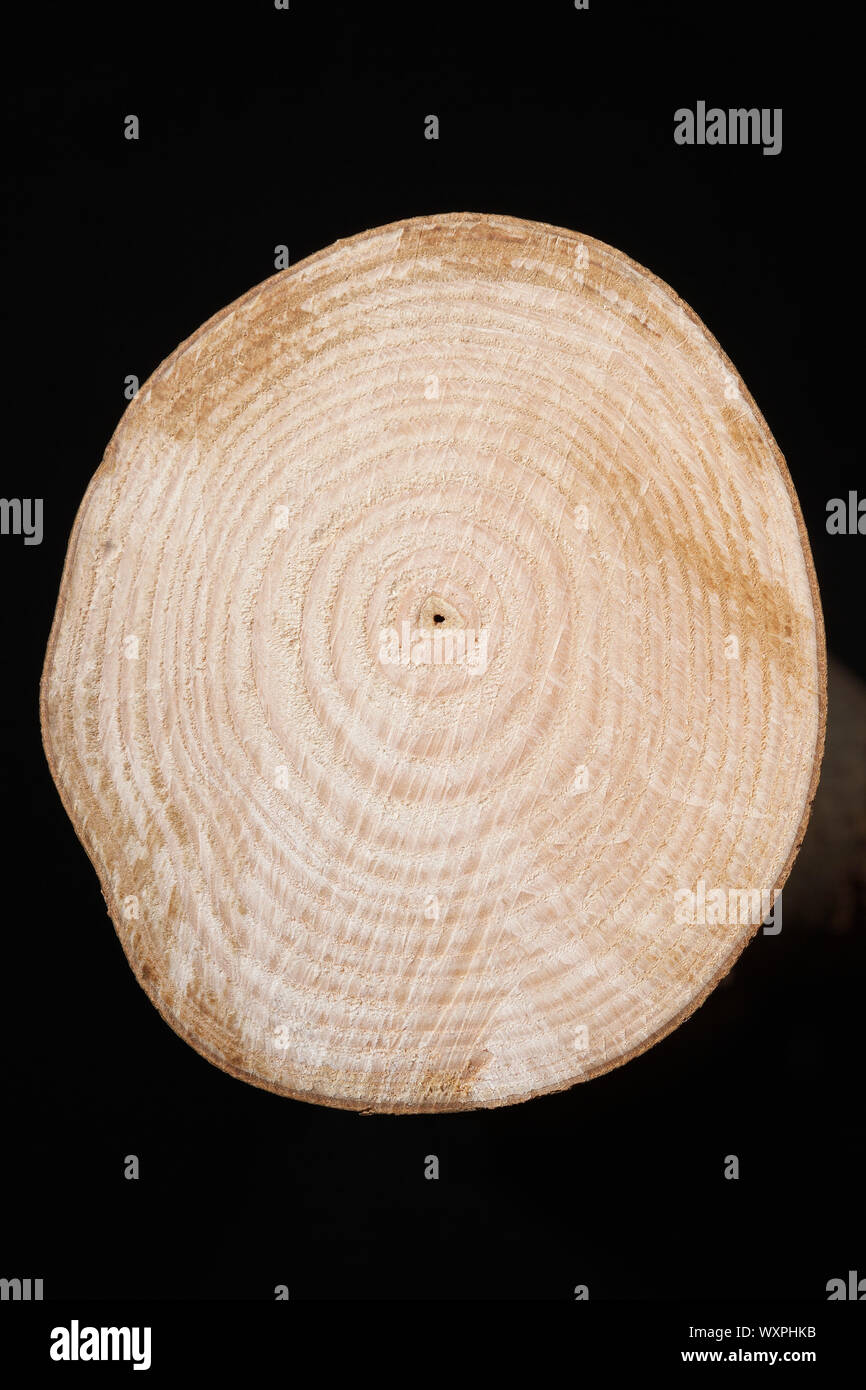 Cross section of tree trunk over black background Stock Photo - Alamy