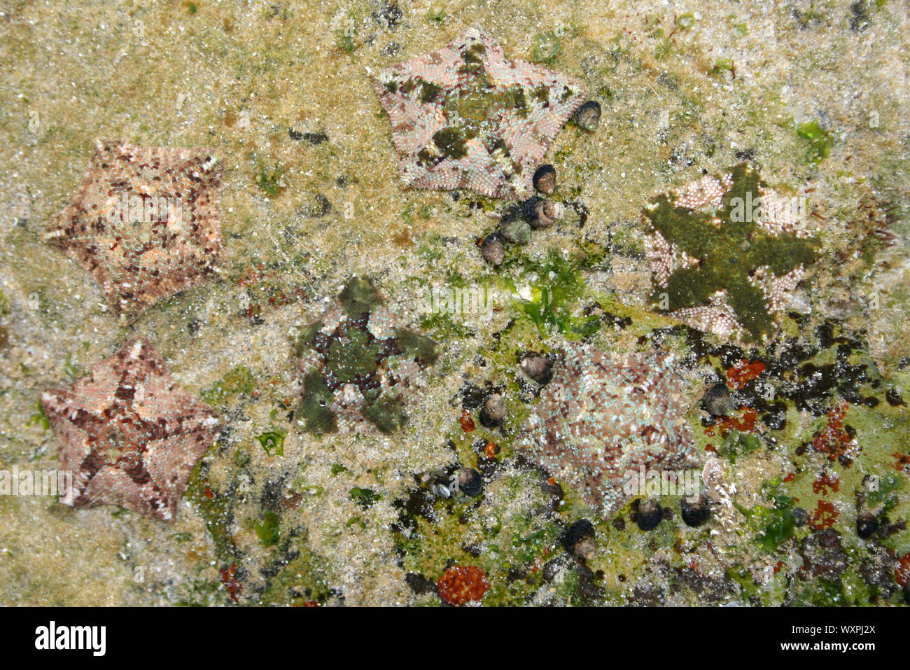 Dwarf Cushion Stars Parvulastra exigua In A Rockpool At Kei Mouth, Eastern Cape Province, South Africa Stock Photo
