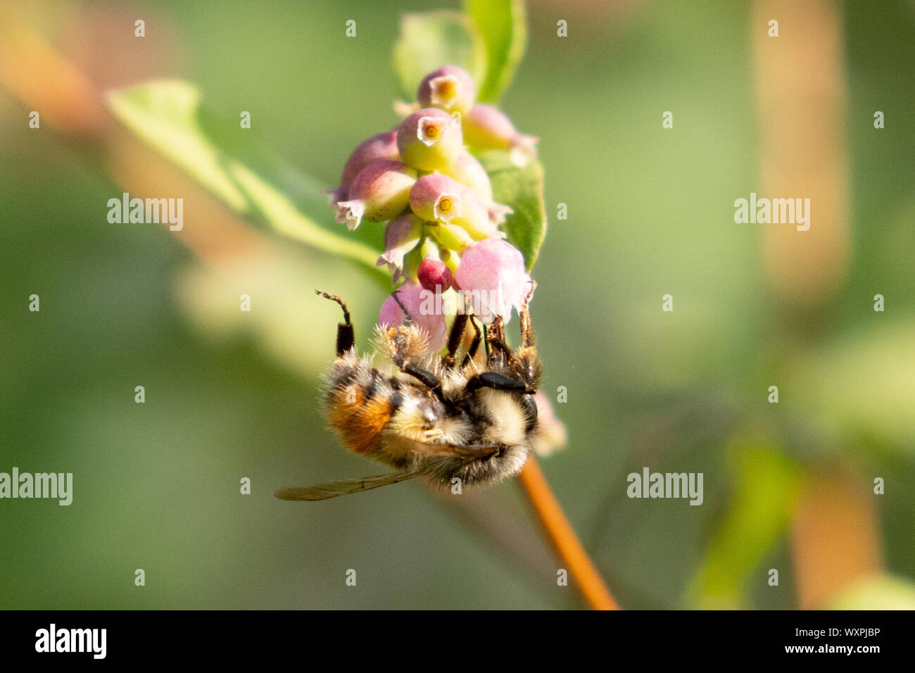 Bee on a flower, Vancouver Island, British Columbia, Canada Stock Photo