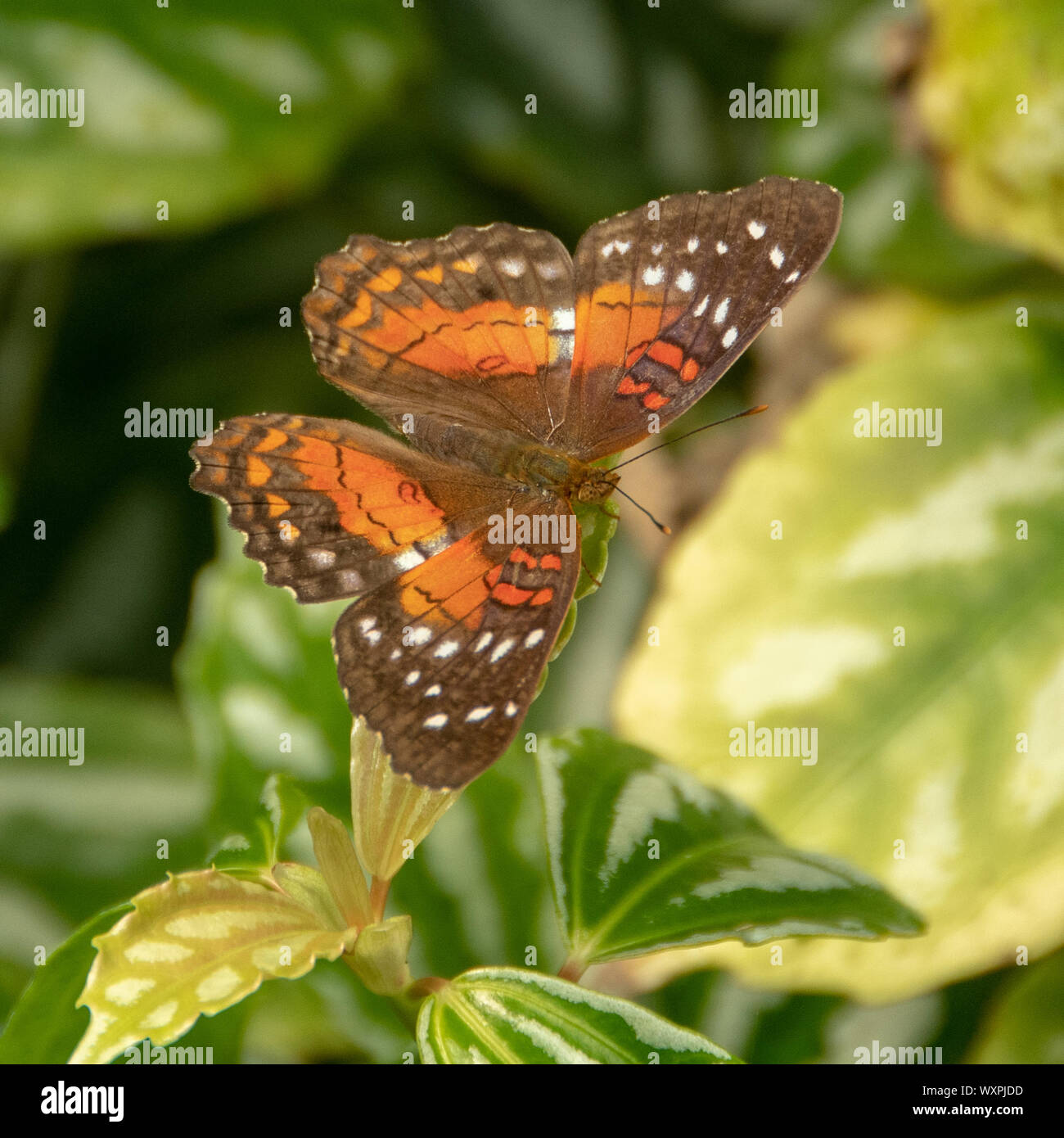 Butterfly on a plant, Canada Stock Photo