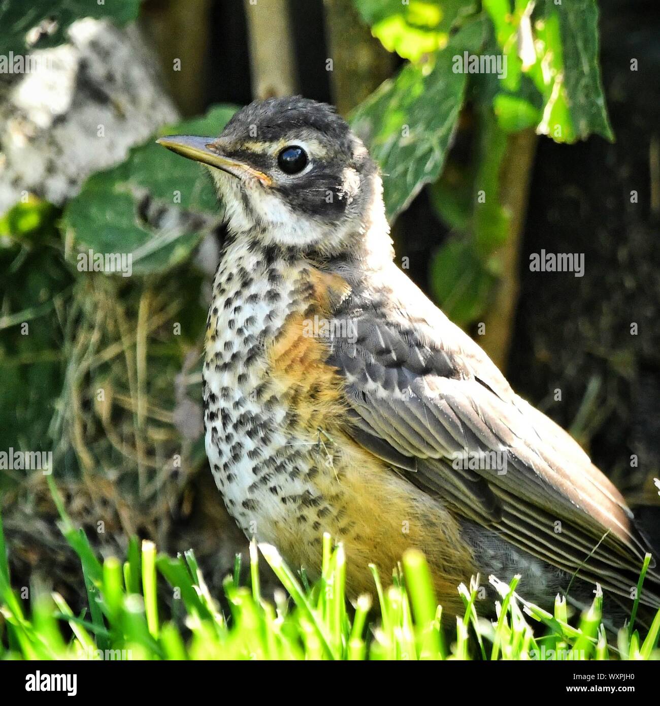 Portrait of a newly fledged robin sitting on the grass, Colorado, United States Stock Photo